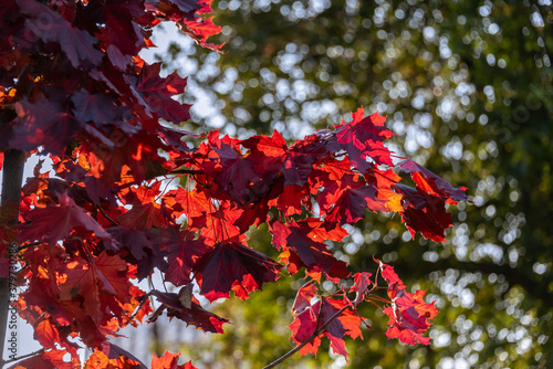 Autumn background with red maple leaves against the backdrop of the light of the setting sun.