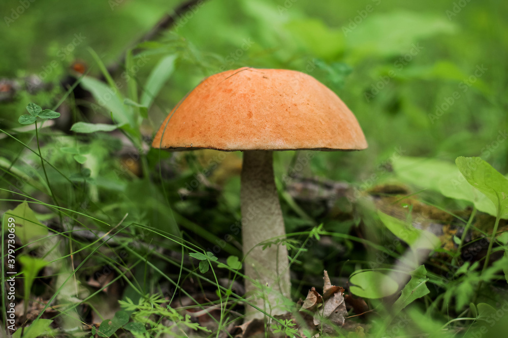 Big boletus. Photo of autumn mushrooms in the forest among the grass and foliage. Big boletus. Photo of autumn mushrooms in the forest among the grass and foliage.