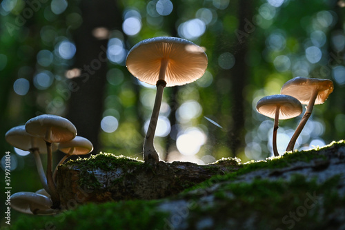 Pilze im Wald bei tief stehender Sonne im Herbst
