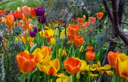 field of tulips