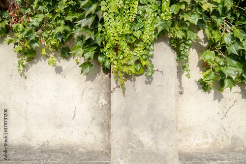 Light dirty cement wall from above overgrown with fresh bright green plants with large and small leaves