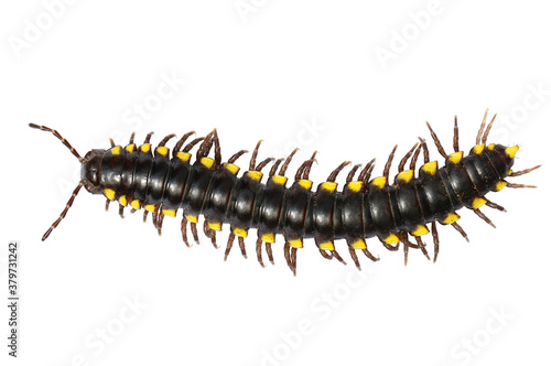 Slika na platnu Millipede black yellow spotted millipede  Harpaphe haydeniana