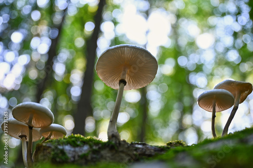 Pilze im Wald bei tief stehender Sonne im Herbst