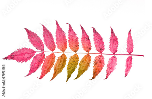 Konstfotografi beautiful colored leaf isolated on white background