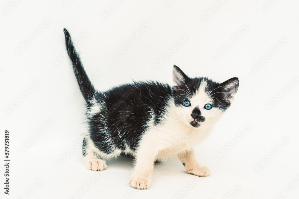 adorable little cute black and white kitten with blue eyes isolated adorable little cute black and white kitten with blue eyes isolated