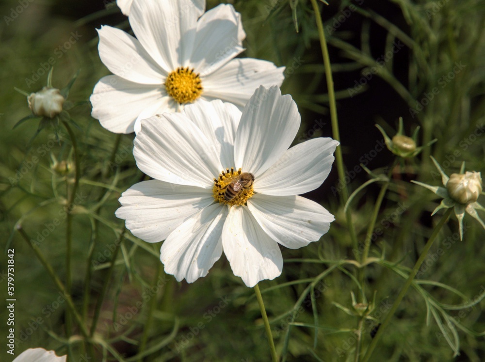 Fototapeta premium Bee collecting pollen on a white flower