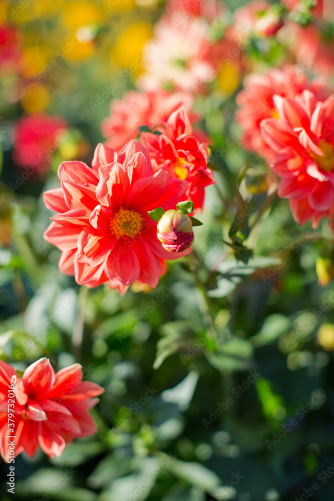 Beautiful orange dahlia at sunlight Beautiful orange dahlia at sunlight