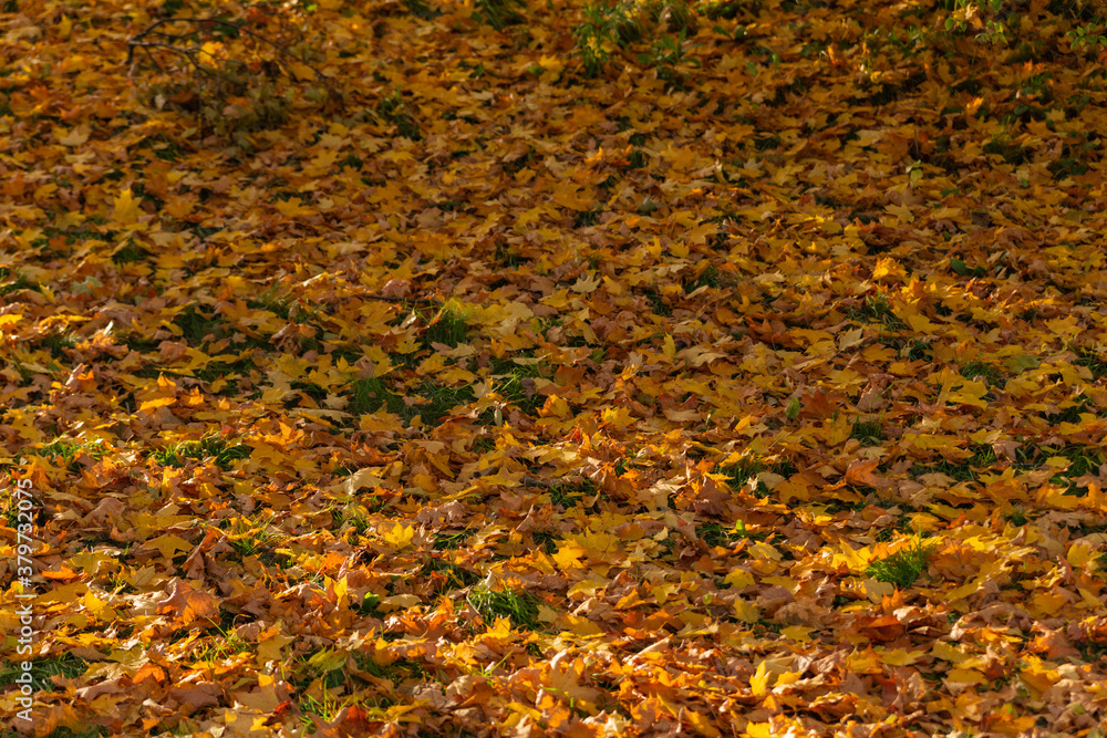 yellow fallen leaves on green grass in autumn yellow fallen leaves on green grass in autumn