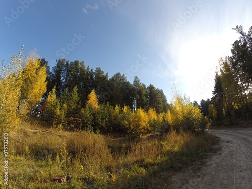 Autumn forest with yellow foliage and conifers on a sunny day