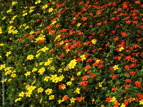 A bunch of orange flowers merging with yellow flowers