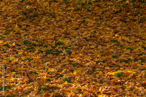 yellow fallen leaves on green grass in autumn