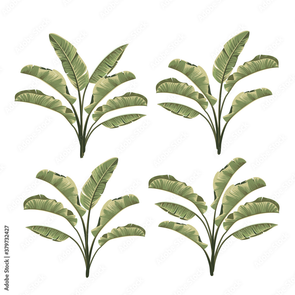 Set of tropical botanical foliage plants green palm banana. - obrazy, fototapety, plakaty 