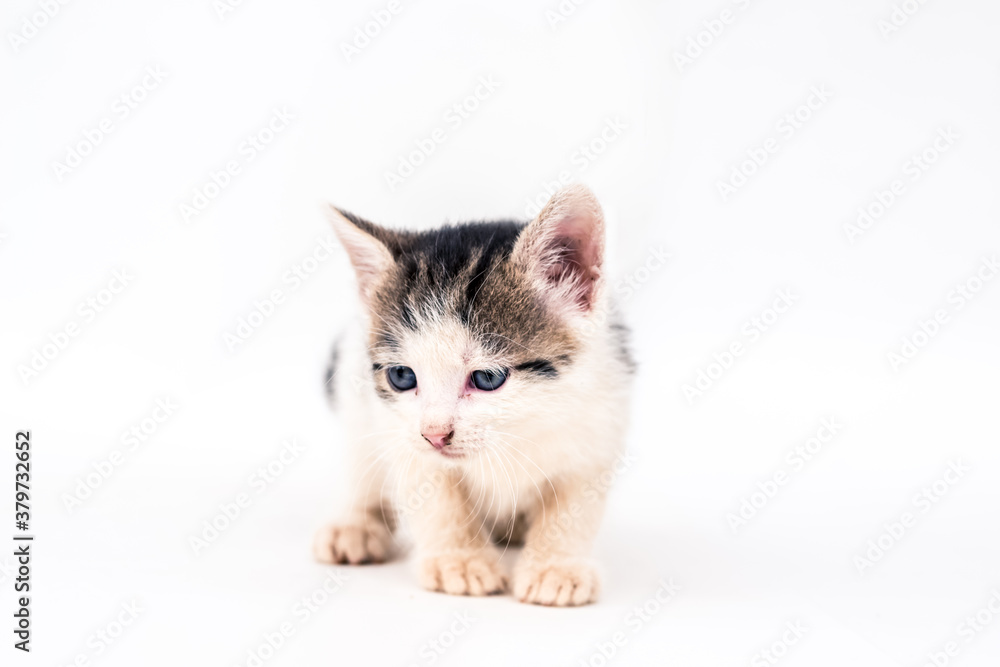 adorable little vulnerable cute black and white kitten isolated