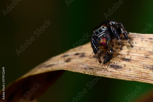  jumping spider with prey // Springspinne (Evarcha arcuata) mit erbeuteter Fliege photo