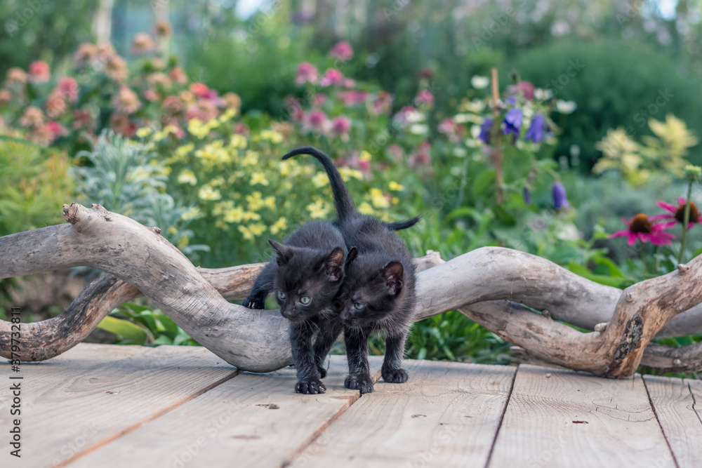 adorable cute black kitten in colorful floral park posing on tree trunk