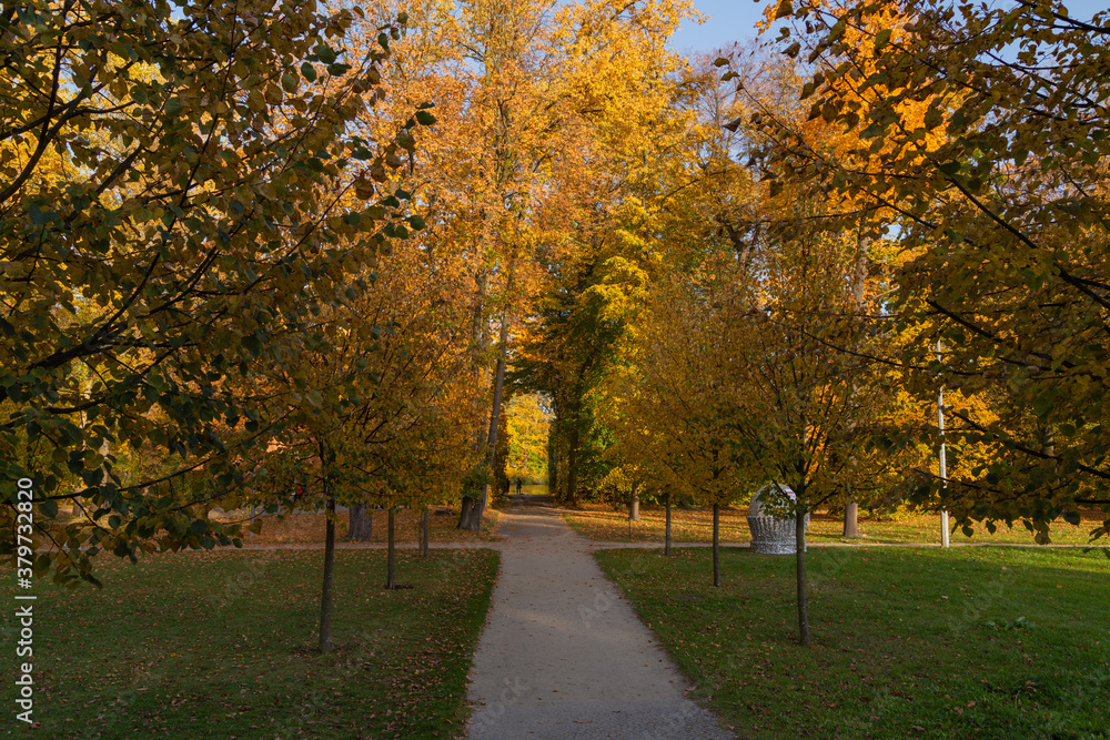 Naklejka premium walking path between trees with yellow leaves in Wilanow park Poland in autumn photo wallpaper