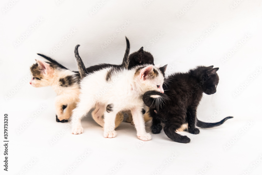 two adorable kitten black and white standing together isolated two adorable kitten black and white standing together isolated