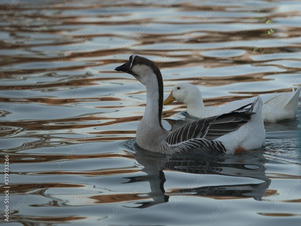 Obraz premium Pond Friends