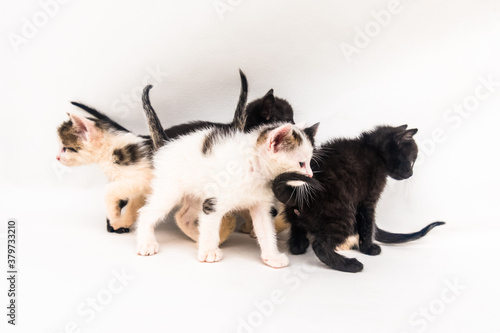 two adorable kitten black and white standing together isolated