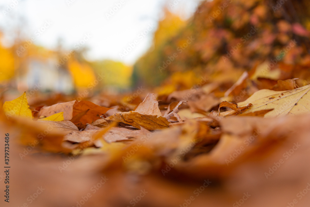 bottom view of fallen yellow leaves in defocus bottom view of fallen yellow leaves in defocus