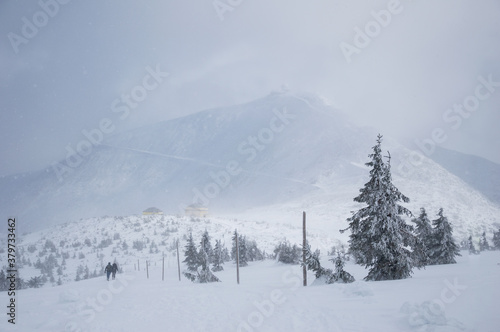 Góra Śnieżka podczas śnieżycy w całej okazałości. Na zdjęciu widać schronienie tzn. schronisko Dom Śląski © Albert