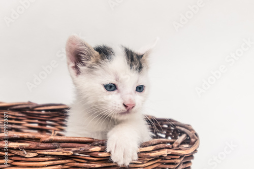 adorable curious  black and white kitten in wooden basket isolated copy space © katarinagondova