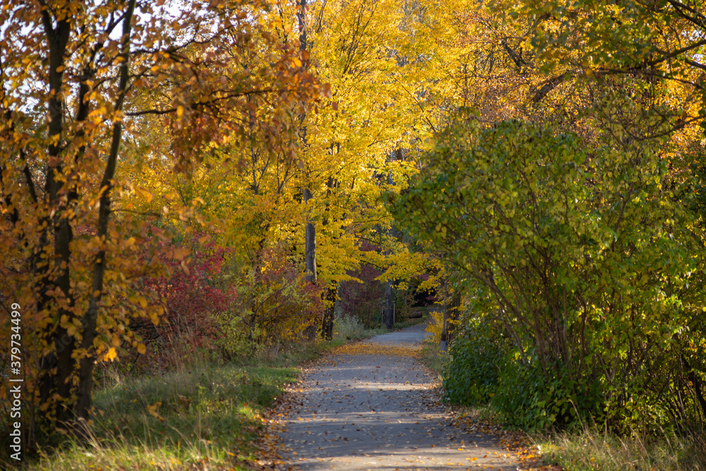 walkway between trees with yellow leaves in the park in autumn