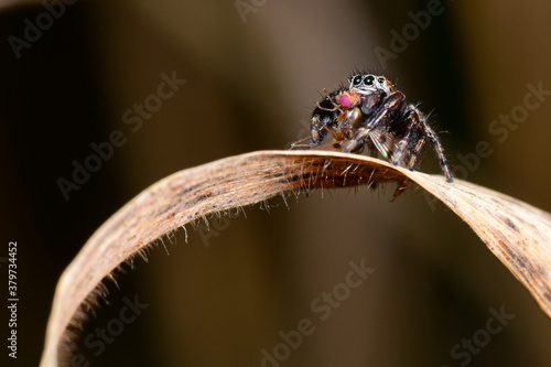  jumping spider with prey // Springspinne (Evarcha arcuata) mit erbeuteter Fliege photo