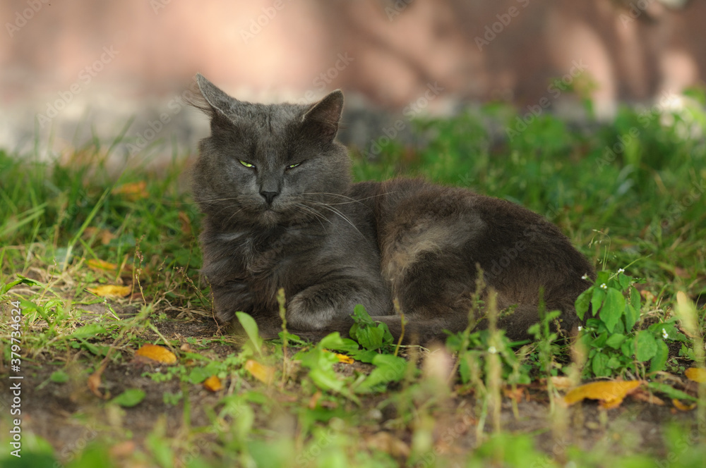 The gray cat lies in the grass and squints. Autumn portrait. Selective focus on eye