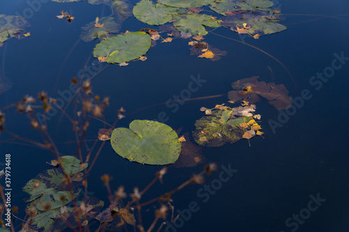 water lily leaves on the water in autumn