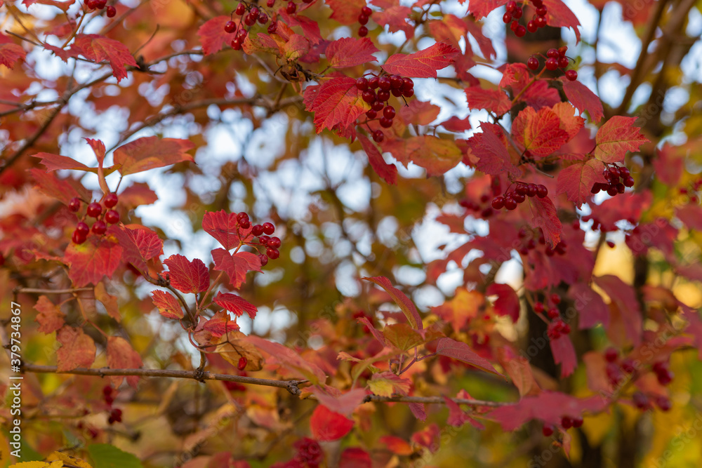 Viburnum bush with red leaves and berries in autumn Viburnum bush with red leaves and berries in autumn