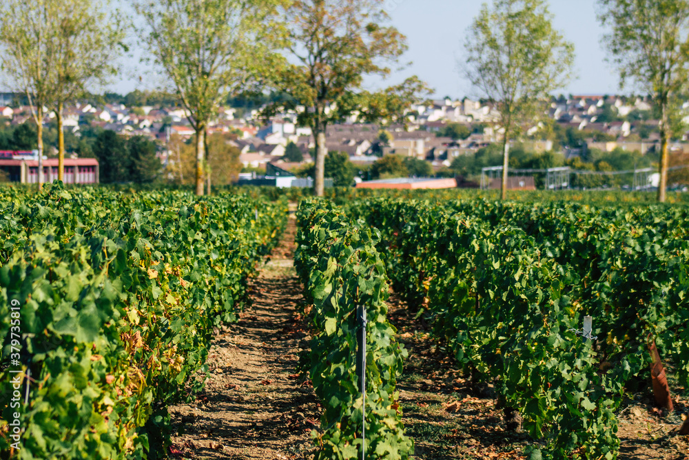 View of Champagne vineyard in early autumn in the countryside of Reims