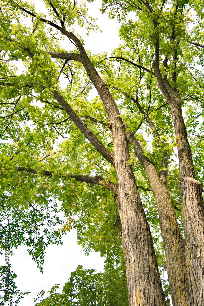 Trees whose leaves are turning to autumn colors. Trees whose leaves are turning to autumn colors.