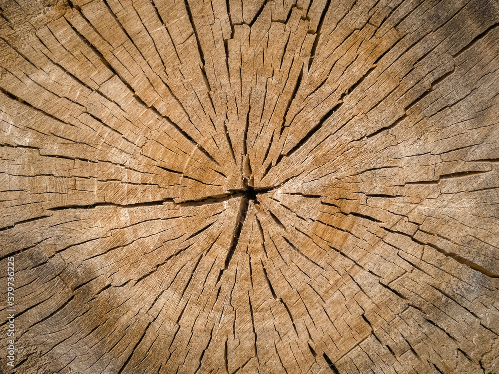 Cross section through a tree trunk. A lot of tree stumps.