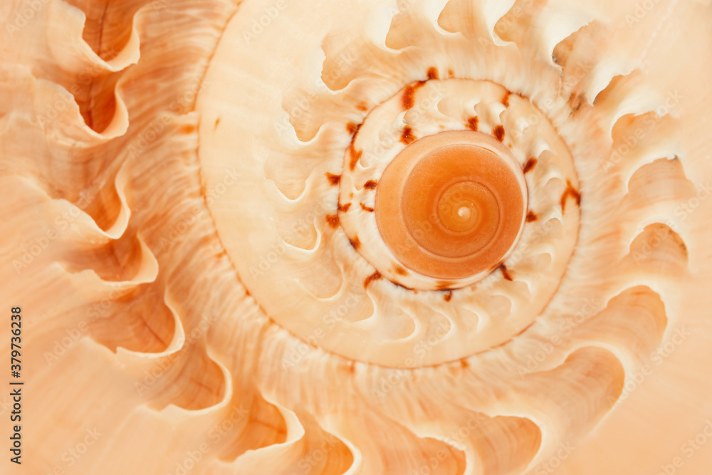 fragment of a spiral of a large pink seashell, macro fragment of a spiral of a large pink seashell, macro