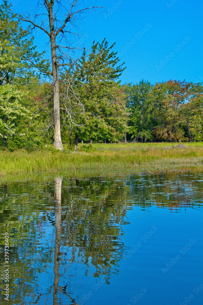 Obraz premium Autumn Colored Tree Reflected in Calm River