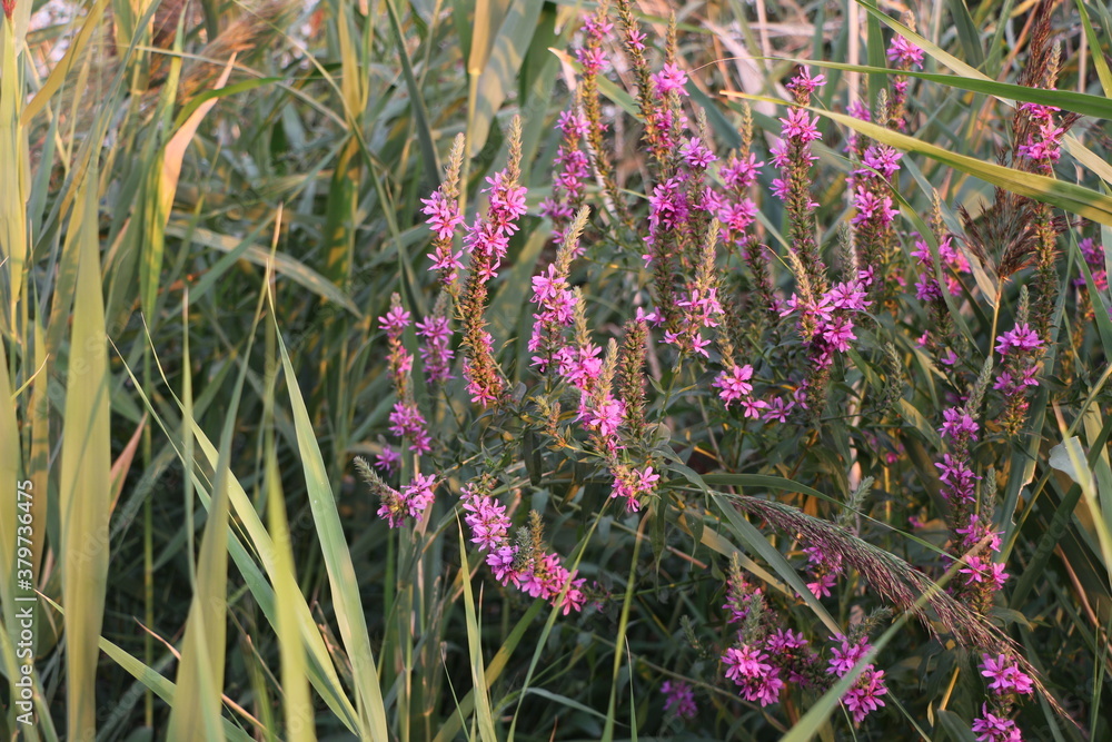 Obraz premium Tamarisk Flowers in utah