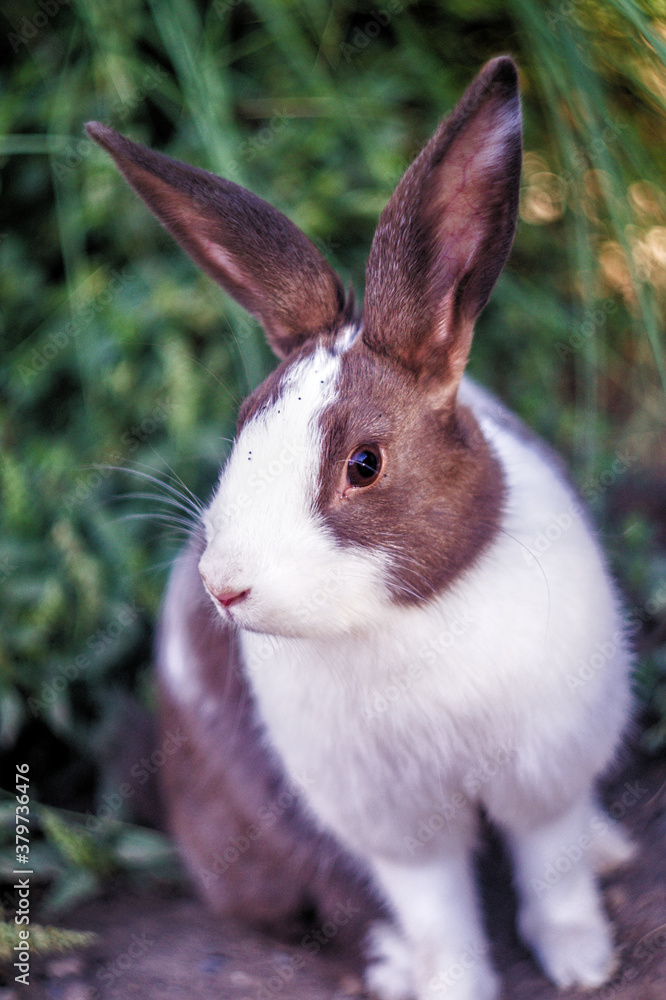 Fototapeta premium conejo mascota