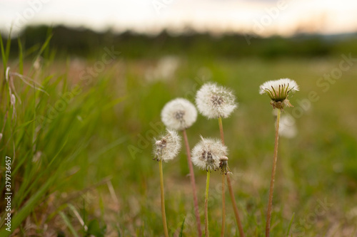 Pusteblume