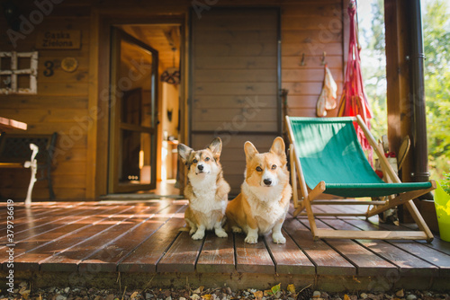 Photography Two welsh corgi pembroke dogs in front of a woden holiday house, on a tarrace