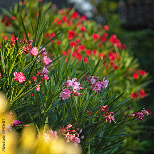 Nice oleanders in the garde...
