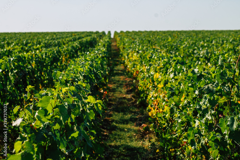 View of Champagne vineyard in early autumn in the countryside of Reims