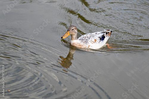 Juvenile hybrid manky mallard duck with water reflection photo