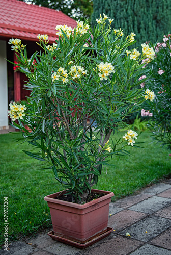 Nice oleander in the garden...