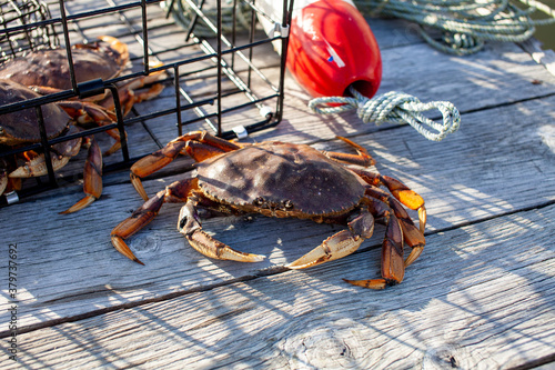 A close up of a male Dungeness crab in the wharf with a crab trap in the background, taken in British-Columbia, Canada