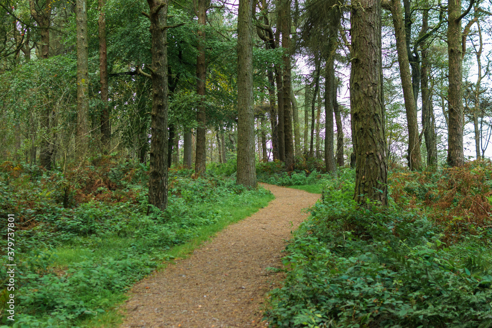 path in the woods path in the woods