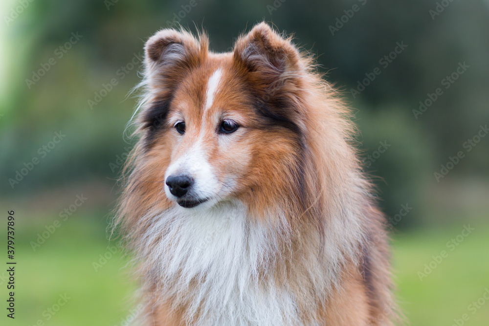Stunning nice fluffy sable white shetland sheepdog, sheltie outside portrait on a foggy summer, autumn day. Small lassie, little collie dog smiling outdoors with green forest background Stunning nice fluffy sable white shetland sheepdog, sheltie outside portrait on a foggy summer, autumn day. Small lassie, little collie dog smiling outdoors with green forest background