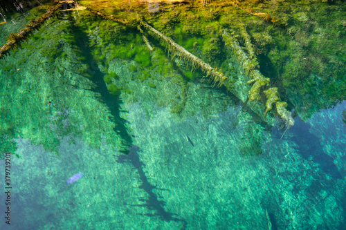 Fototapeta Naklejka Na Ścianę i Meble -  Crystal Clear and vivid colors spring water of Kitch-iti-kipi, the Big Spring at Palms Book State Park in Michigan upper peninsula