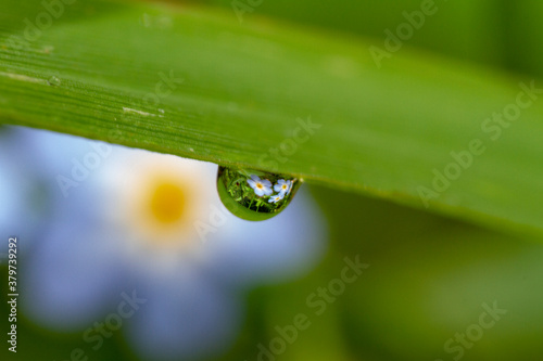 herbe goutte eau reflet fleur 