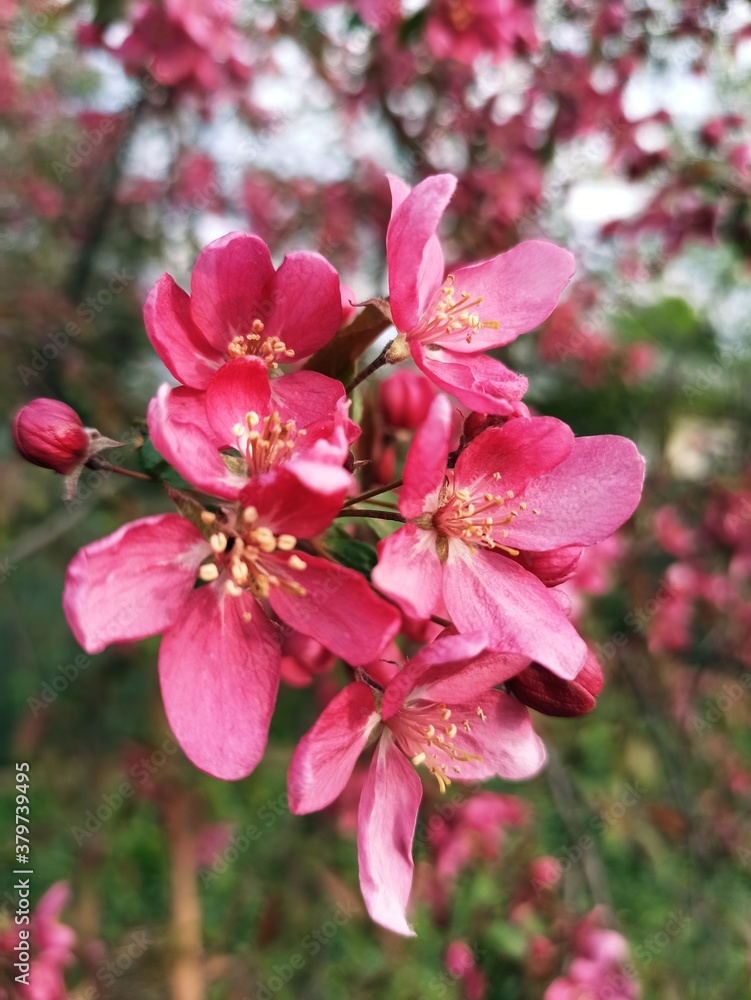 Obraz premium pink blossom